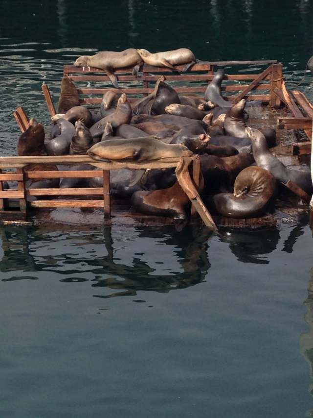 sea lions on a platform